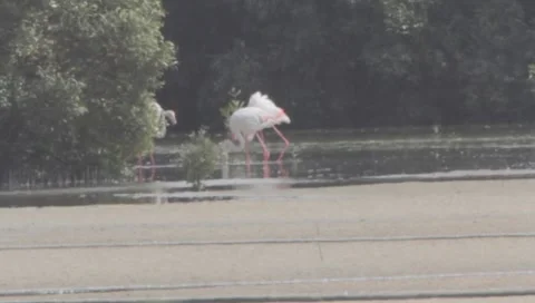 Flamingo Stock Footage 2359346