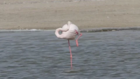 Flamingo Stock Footage 2360724