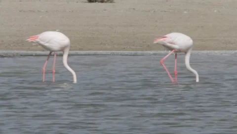 Flamingo Stock Footage 2361005