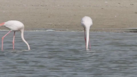 Flamingo Stock Footage 2361380
