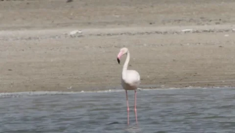 Flamingo Stock Footage 2361614