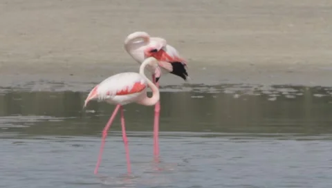 Flamingo Stock Footage 2376878