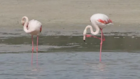 Flamingo Stock Footage 2391201