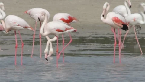 Flamingo Stock Footage 2394404
