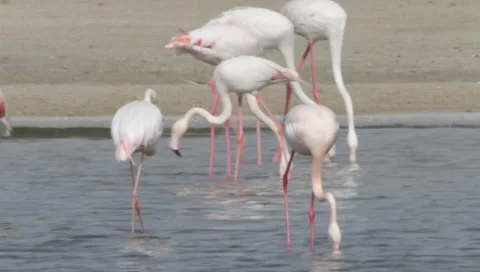 Flamingo Stock Footage 2398216