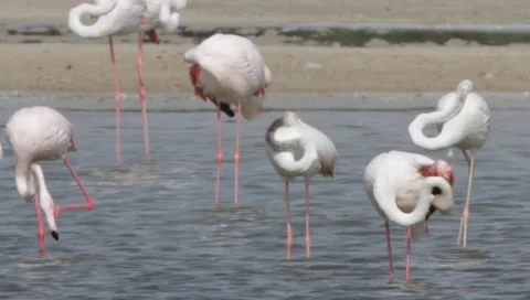 Flamingo Stock Footage 2399631