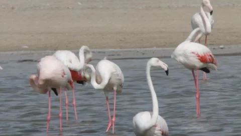Flamingo Stock Footage 2401544