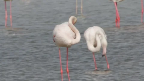 Flamingo Stock Footage 2405682