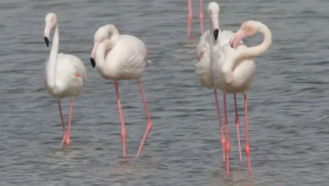 Flamingo Stock Footage 2409903