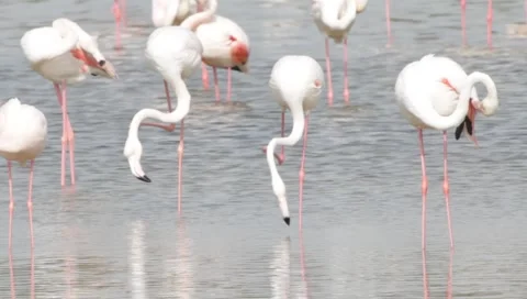 Flamingo Stock Footage 2423556
