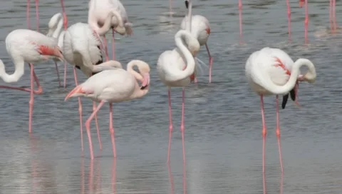 Flamingo Stock Footage 2424508
