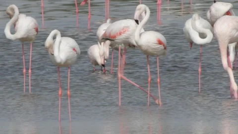 Flamingo Stock Footage 2426639