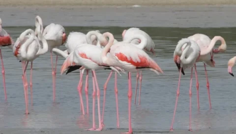 Flamingo Stock Footage 2432227
