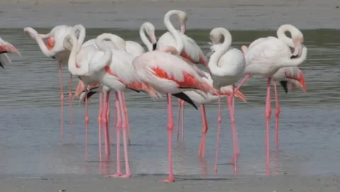 Flamingo Stock Footage 2433868
