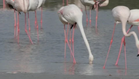 Flamingo Stock Footage 2435078