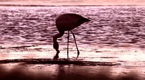 Flamingo Video stock 7903040