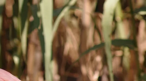 Flamingo Stock Footage 8629128