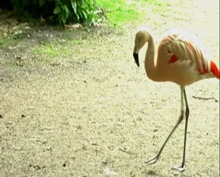 Flamingo 库存影片 8994330