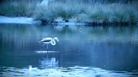 Flamingo Stock Footage 10758531