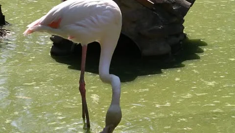 Flamingo Stock Footage 10842203