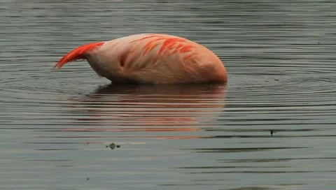 Flamingo Stock-Footage 11061193