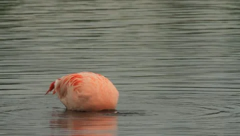 Flamingo Stock Footage 11061237