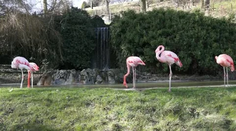 Flamingo Stock Footage 11063694