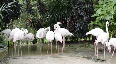 Flamingo Stock Footage 25426047