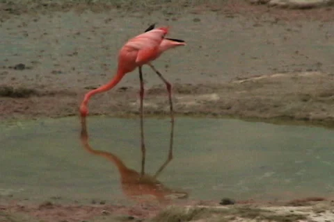 Flamingo Stock Footage 29909157