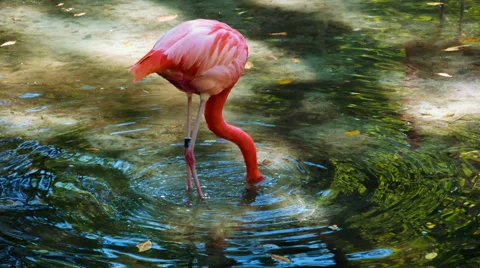 Flamingo Stock Footage 45156945