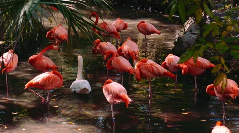 Flamingo Stock Footage 45281485
