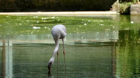 Flamingo Stock Footage 86513863