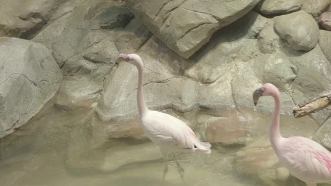 Flamingo Stock Footage 86656380