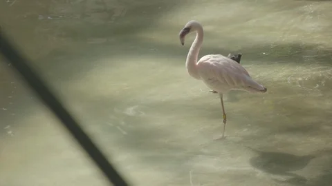 Flamingo Stock Footage 86664475