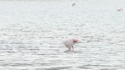 Flamingo Video stock 89684234