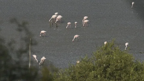 Flamingo Stock Footage 102453668