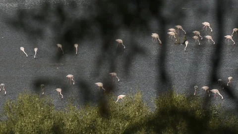 Flamingo Video stock 102453724