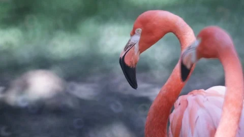 Flamingo Video stock 110989696