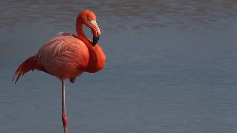 Flamingo Stock Footage 111229942