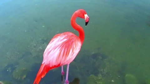 Flamingo Stock Footage 135680476