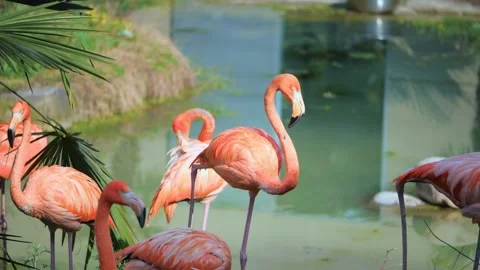 Flamingo Video stock 167425710