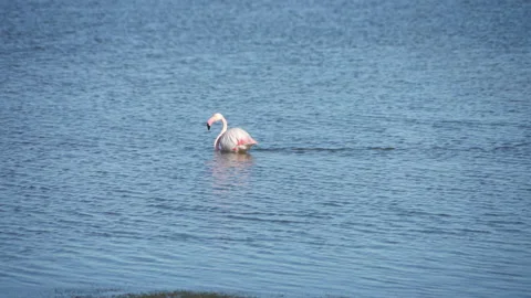 Flamingo Stock Footage 220876335