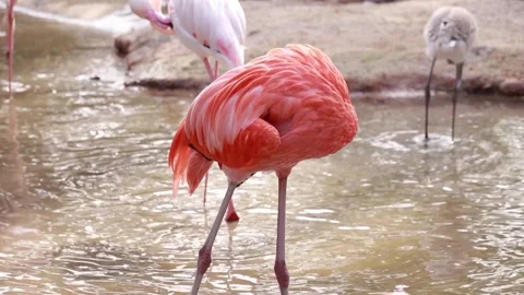 Flamingo Stock Footage 225413293