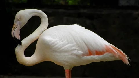 Flamingo 動画素材 243126900