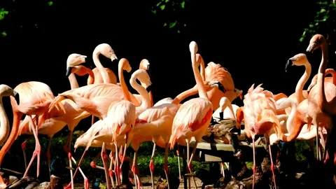 Flamingo Stock Footage 293552287