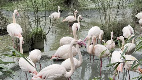 Flamingo Stock Footage 297080930