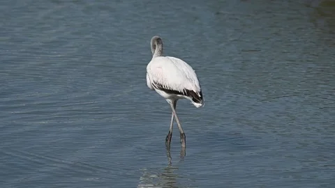 Flamingo forages in a salt pan Stock Footage 333836614