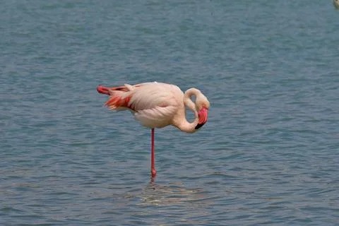 Flamingo foraging in a salt pan 库存照片