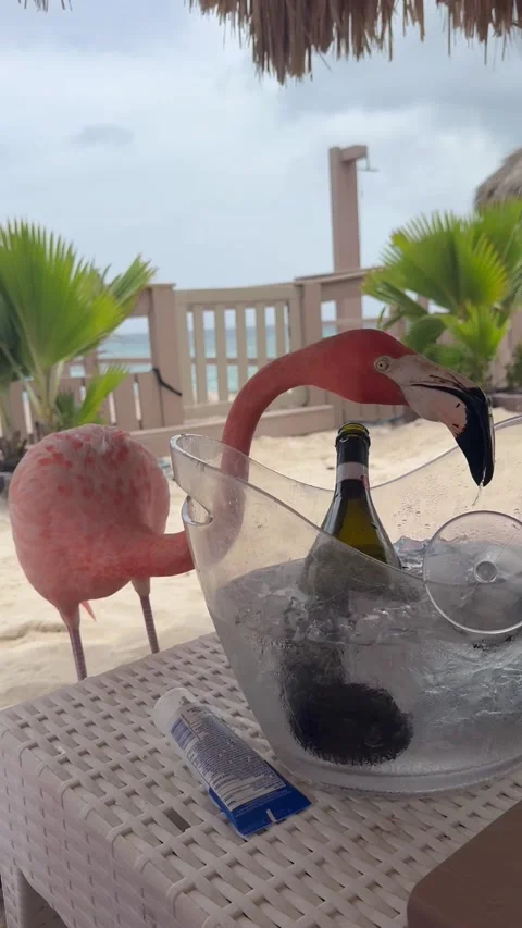 Flamingo Gets Brain Freeze From Shared Ice Water, De Palm Island, Aruba - 12 Jun Stock Footage 312232016