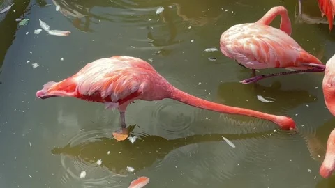 A Flamingo Getting Water Stock Footage 243935707